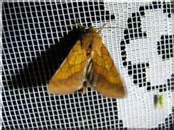 Černopáska kakostová (Pyrrhia umbra)