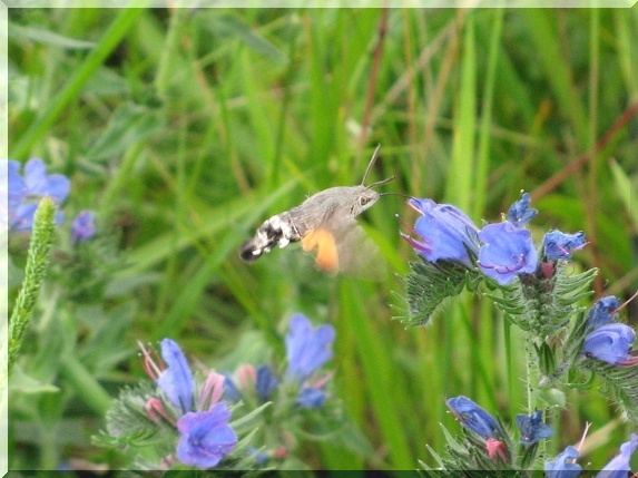 Dlouhozobka svízelová (Macroglossum stellatarum)