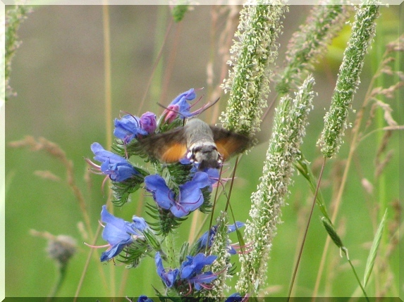 Dlouhozobka svízelová (Macroglossum stellatarum), 22.6.2011