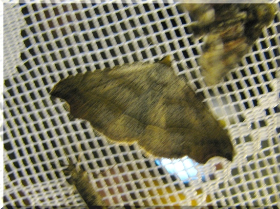 Hnědavka lišejníková (Laspeyria flexula)