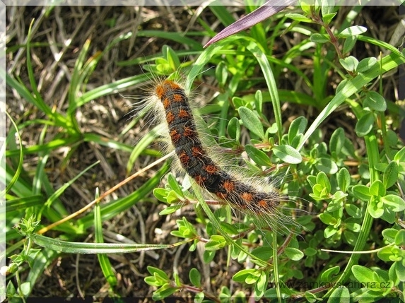 Housenka bourovce březového (Eriogaster lanestris)