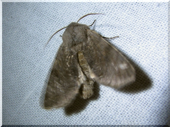 Jarnice březnová (Orthosia incerta)