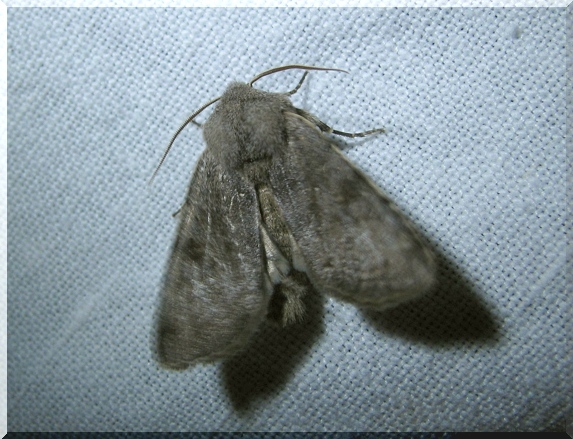 Jarnice březnová (Orthosia incerta), 17.4.2011