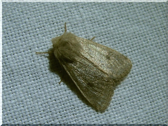 Jarnice menší (Orthosia cruda)