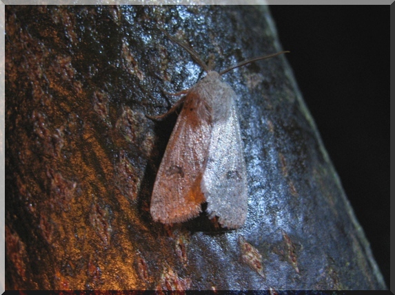 Jarnice menší (Orthosia cruda) na vnadidle, 17.4.2011