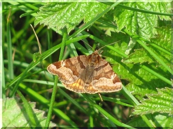 Jetelovka hnědá (Euclidia glyphica)