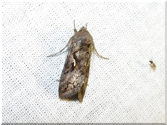 Kovolesklec gama (Autographa gamma)