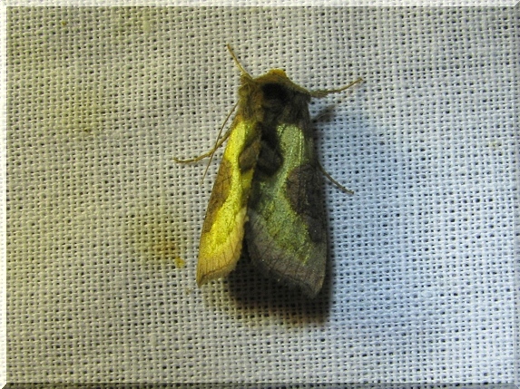 Kovolesklec šedivkový (Diachrysia chrysitis)