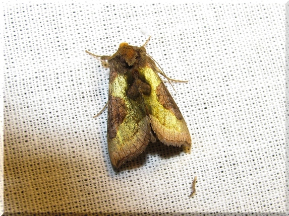 Kovolesklec šedivkový (Diachrysia chrysitis)