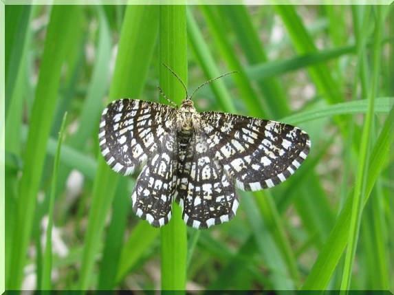 Kropenatec jetelový (Chiasmia clathrata)