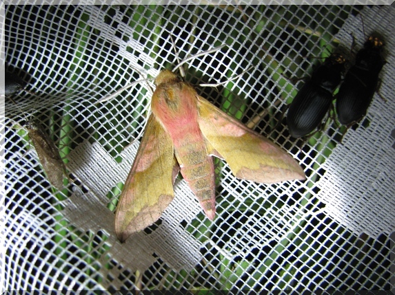 Lišaj kyprejový (Deilephila porcellus)