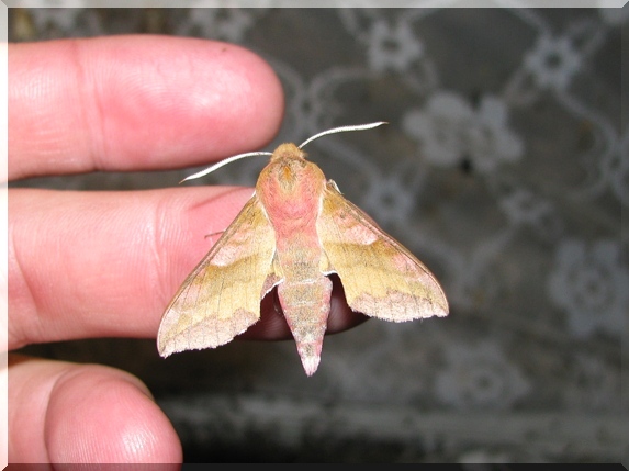 Lišaj kyprejový (Deilephila porcellus)