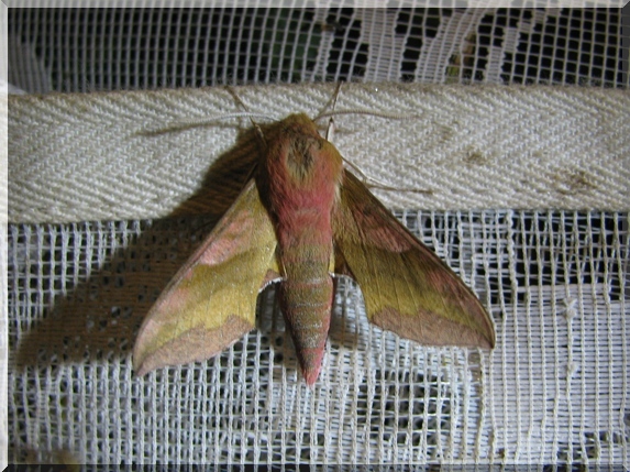Lišaj kyprejový (Deilephila porcellus)