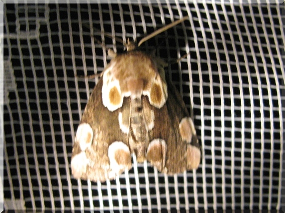 Můřice očkovaná (Thyatira batis)