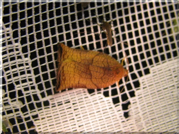 Obaleč zahradní (Achrips podanus)