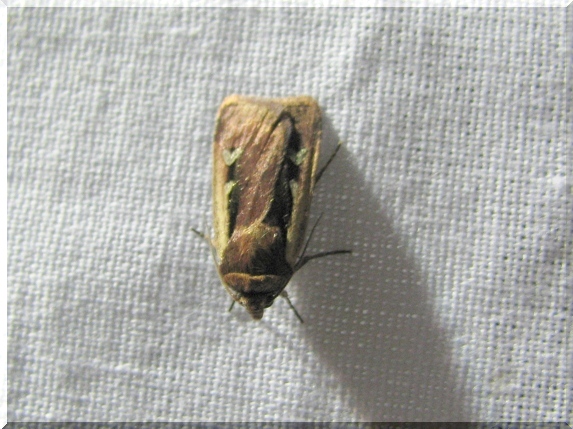 Osenice čekanková (Ochropleura plecta)