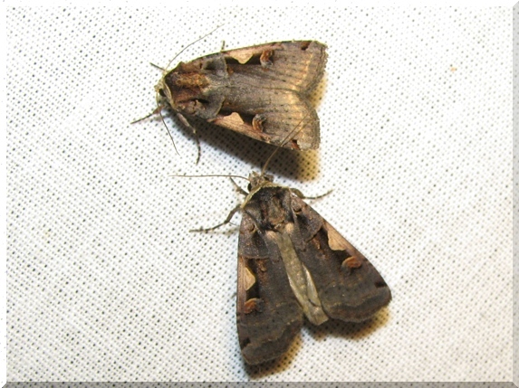 Osenice černé C (Xestia C-nigrum)