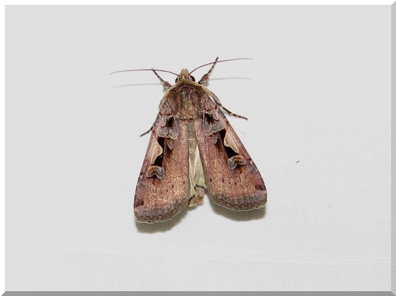 Osenice černé C (Xestia C-nigrum)