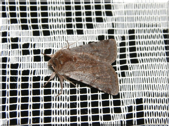 Osenice jarní (Cerastis rubricosa)