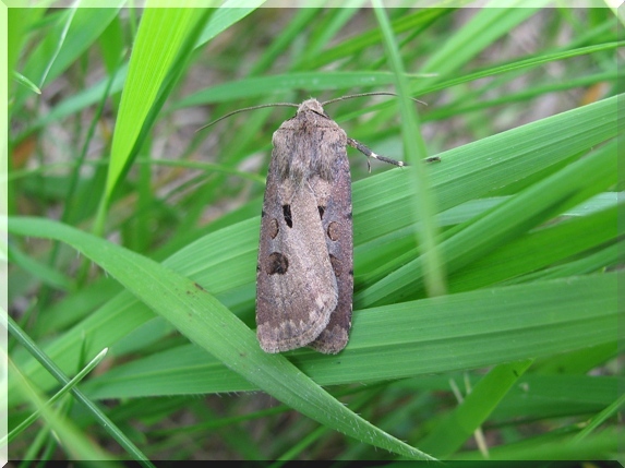 Osenice vykřičníková (Agrotis exclamationis)