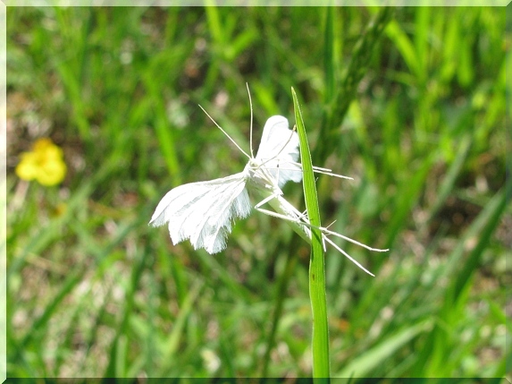 Pernatuška trnková (Pterophorus pentadactyla)