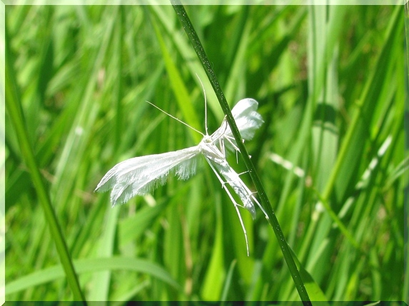 Pernatuška trnková (Pterophorus pentadactyla), 6.6.2011