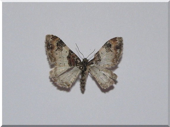 Píďalka hnědoskvrnná (Catarhoe cuculata)