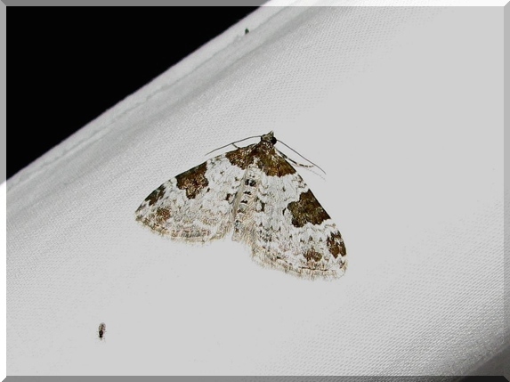 Píďalka křenová (Xanthorhoe fluctuata)