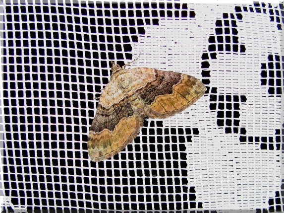 Píďalka prvosenková (Xanthorhoe quadrifasiata)