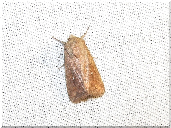 ¨Plavokřídlec bělotečný (Mythimna albipuncta)