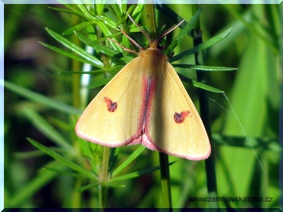 Přástevník chrastavcový (Diacrisia sannio), 10.6.2009