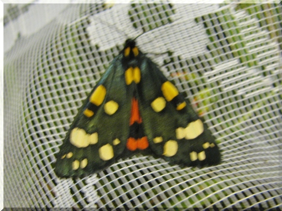 Přástevník hluchavkový (Callimorpha dominula)