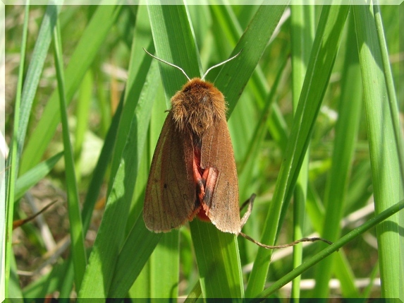 Přástevník šťovíkový (Phragmatobia fuliginosa), 23.5.2011