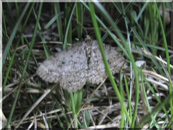Různorožec orlíčkový (Ectropis crepuscularia), 17.4.2011