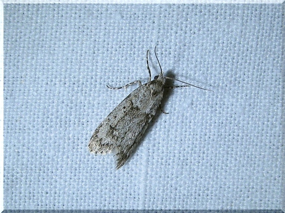 Šedivěnka jarní (Diurnea fagella), 17.4.2011