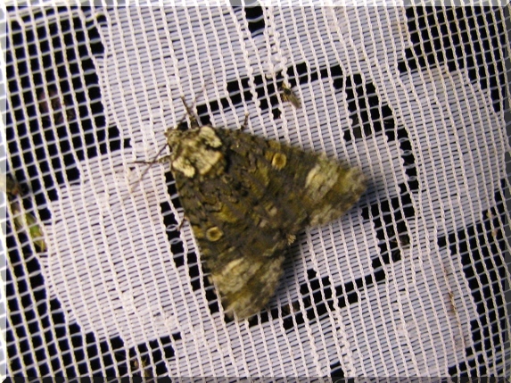 Šípověnka jasanová (Craniophora ligustri)