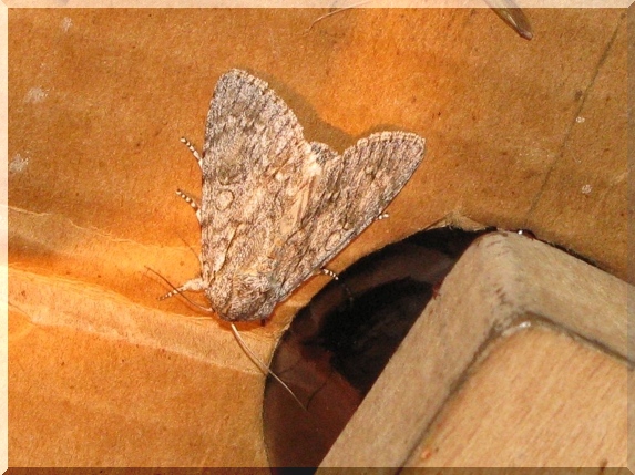 Šípověnka maďalová (Acronicta aceris)