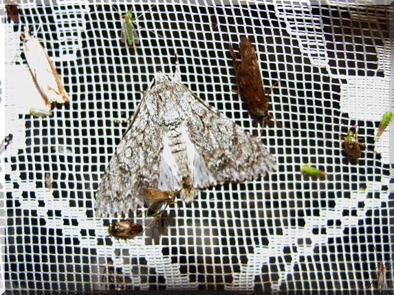Šípověnka maďalová (Acronicta aceris)