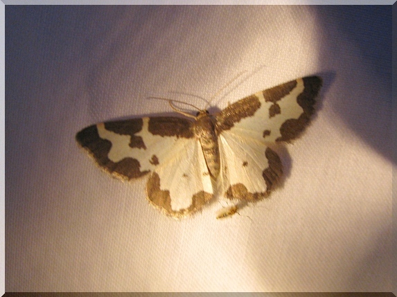Skvrnopásník lískový (Lomaspilis marginata)