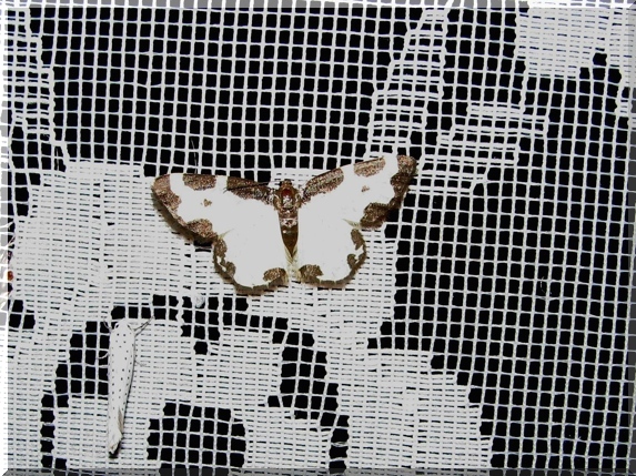 Skvrnopásník lískový (Lomaspilis marginata)