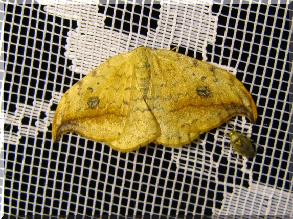 Srpokřídlec vrbový (Drepana falcataria)