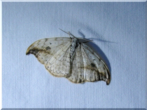 Srpokřídlec vrbový (Drepana falcataria)