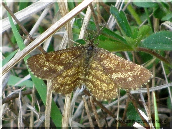 Tmavoskvrnáč vřesový (Ematurga atomaria)