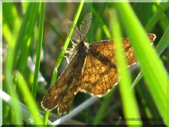 Tmavoskvrnáč vřesový (Ematurga atomaria), 25.4.2009