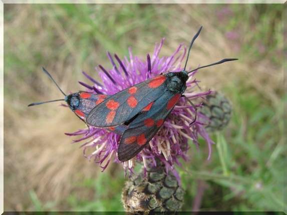 Vřetenuška obecná (Zygaena filipendulae)