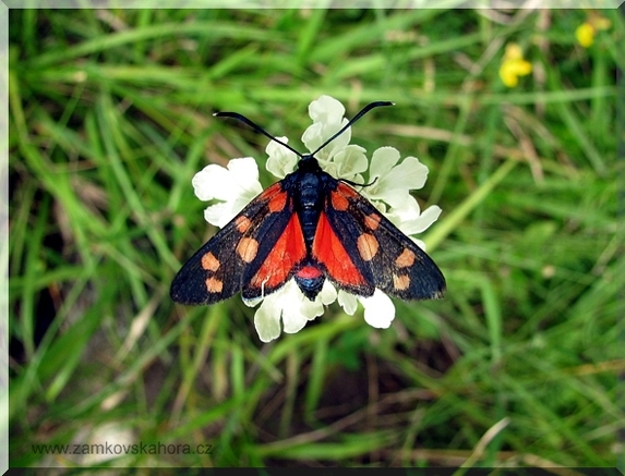 Vřetenuška čičorková (Zygaena ephialtes), 31.7.2009