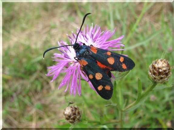 Vřetenuška čičorková (Zygaena ephialtes)