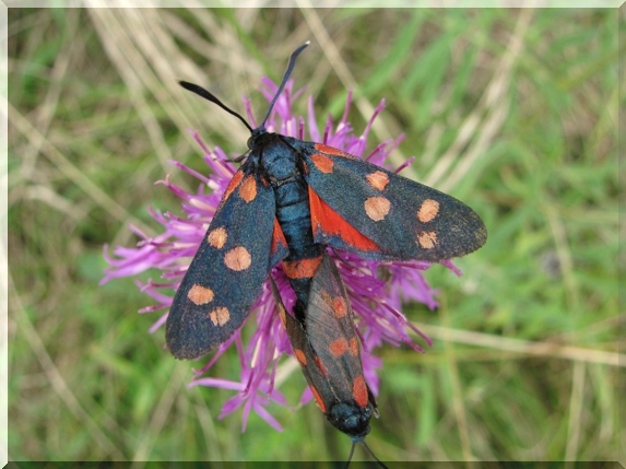 Vřetenuška čičorková (Zygaena ephialtes) při kopulaci