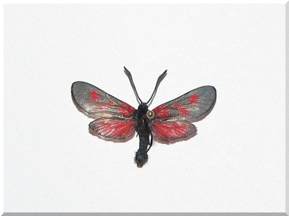 Vřetenuška komonicová (Zygaena viciae)