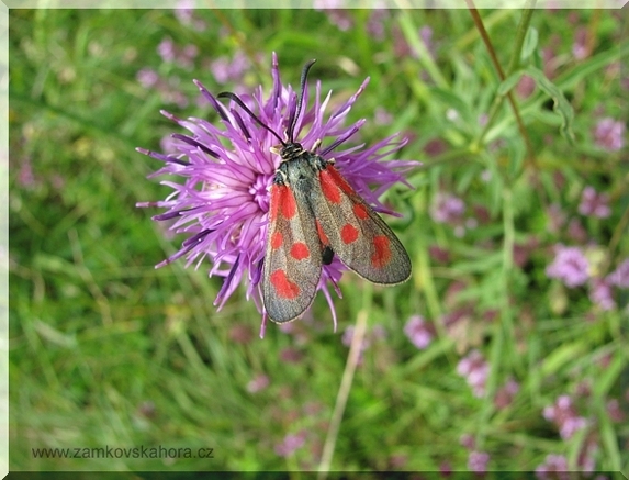 Vřetenuška kozincová (Zygaena achilleae), 31.7.2009